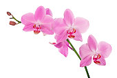 orchidd
